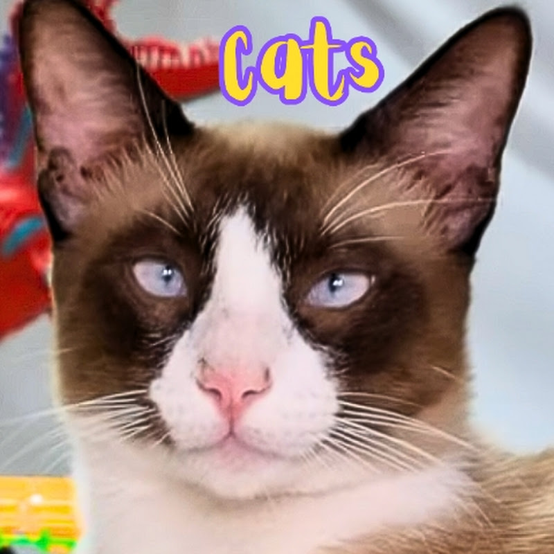 Cats vs Racing Cars