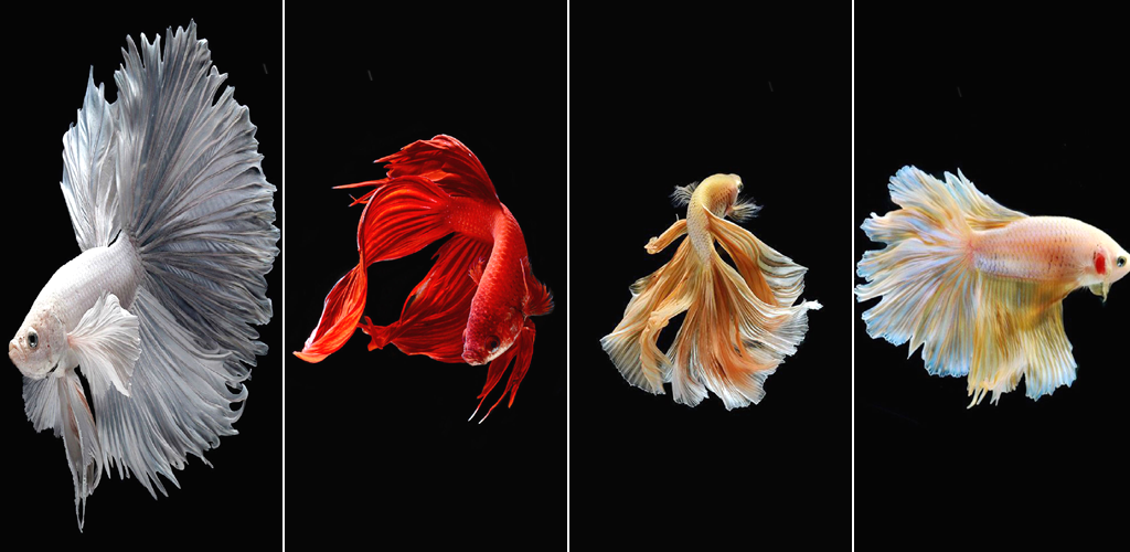 Betta Fish Wallpapers 4k Apk