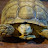@turtle_naver_blog