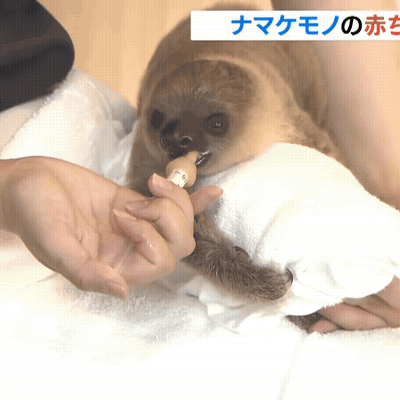 ナマケモノページ YouTube