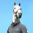 ZkgZXeLqfHc-channel-avatar-A dumb horse