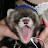 @Paws.wolf2