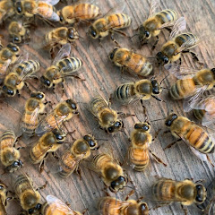 Nate’s Bees 🐝