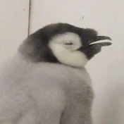 よっしぃ、🐧🐬ch
