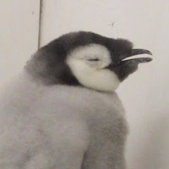 よっしぃ、🐧🐬ch