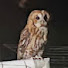 uu_C4rMtG0c-channel-avatar-Mr BirdCam 