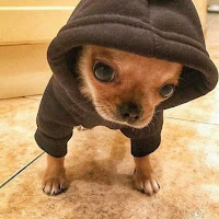 DogPack404 profile image