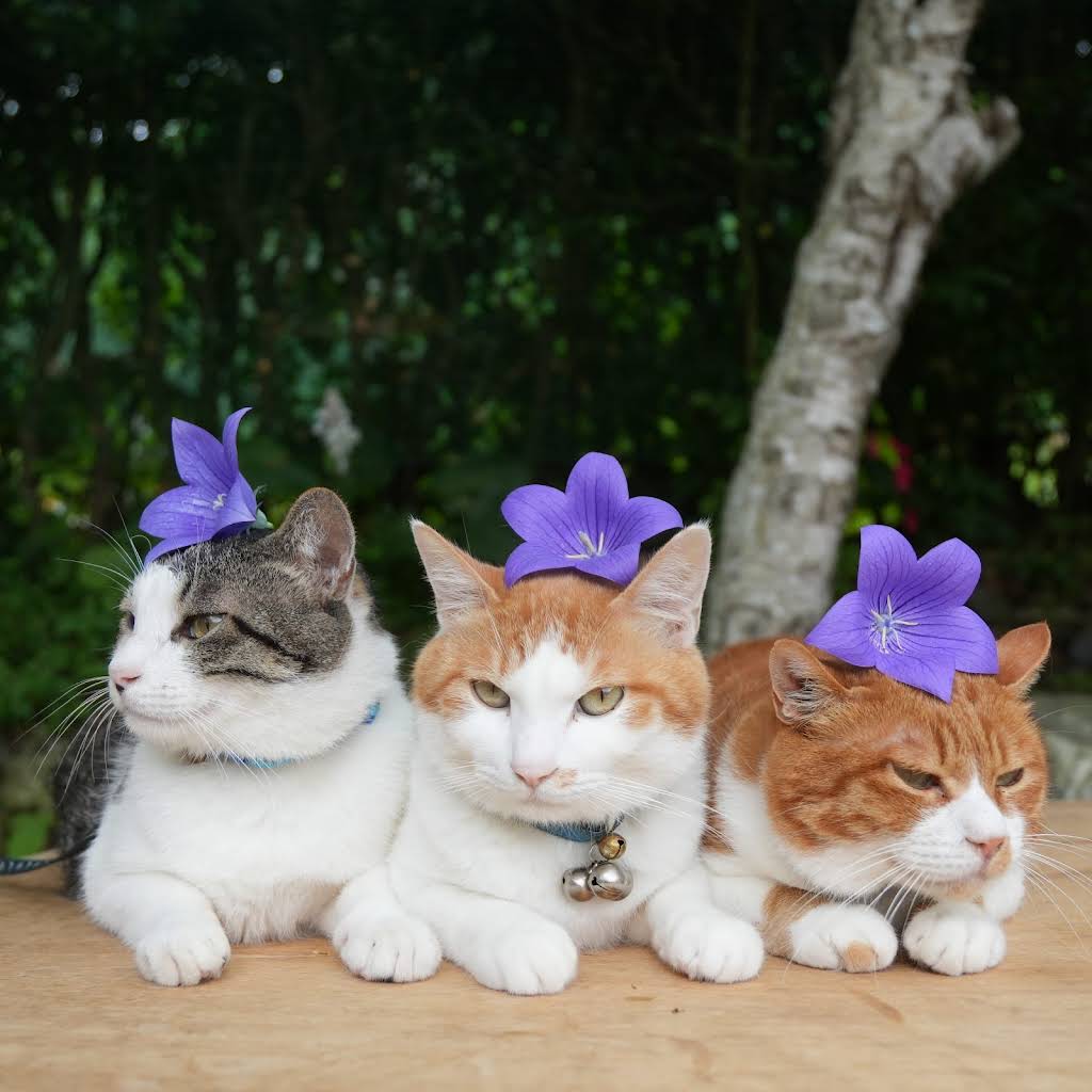 のせ猫 今と昔のしいたけのせ猫 #しいたけ #ネコ #かご猫 #しろ #のせ猫