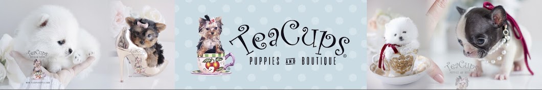 Teacups Puppies Awatar kanału YouTube