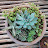 Succulent and Cactus