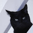 Bf8EFmLtJFg-channel-avatar-Fully Approved by Cats
