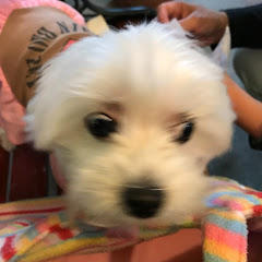 AI ATHアイコン画像