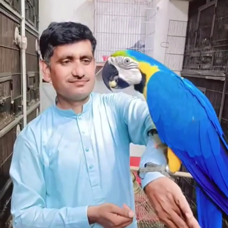 Javed Birds House