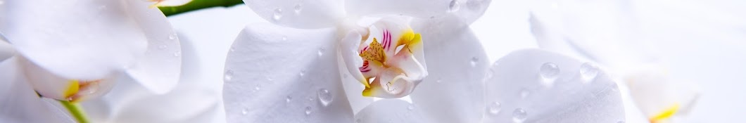 White Orchids YouTube channel avatar