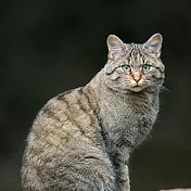 やまねこ