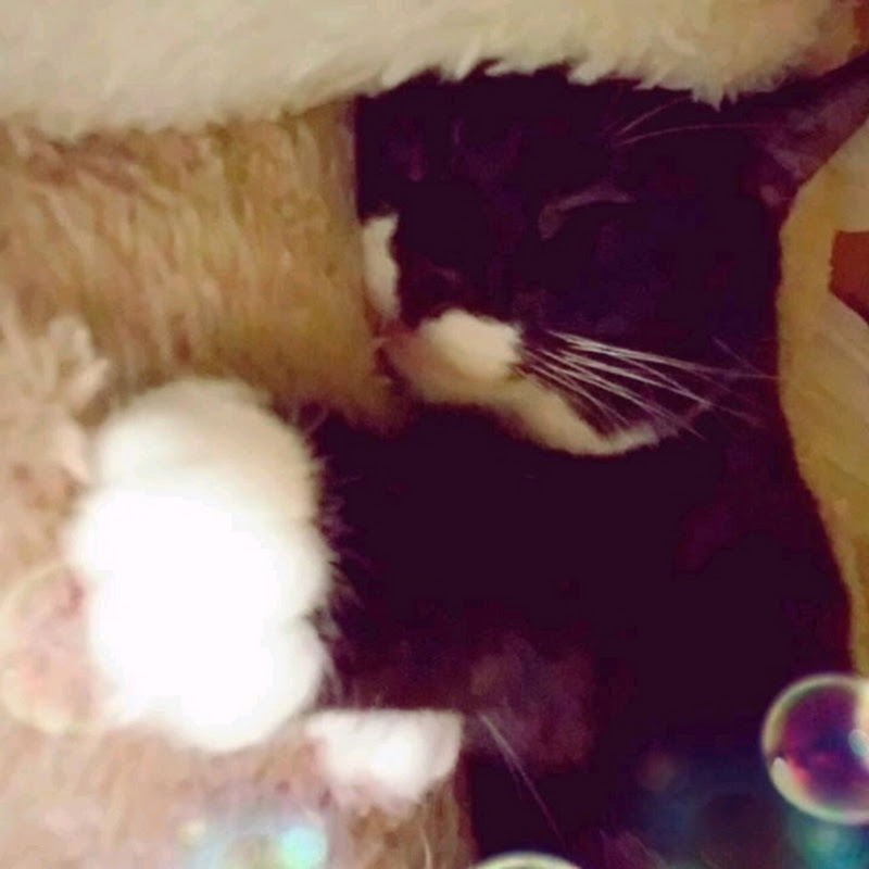 Four2ohMeow