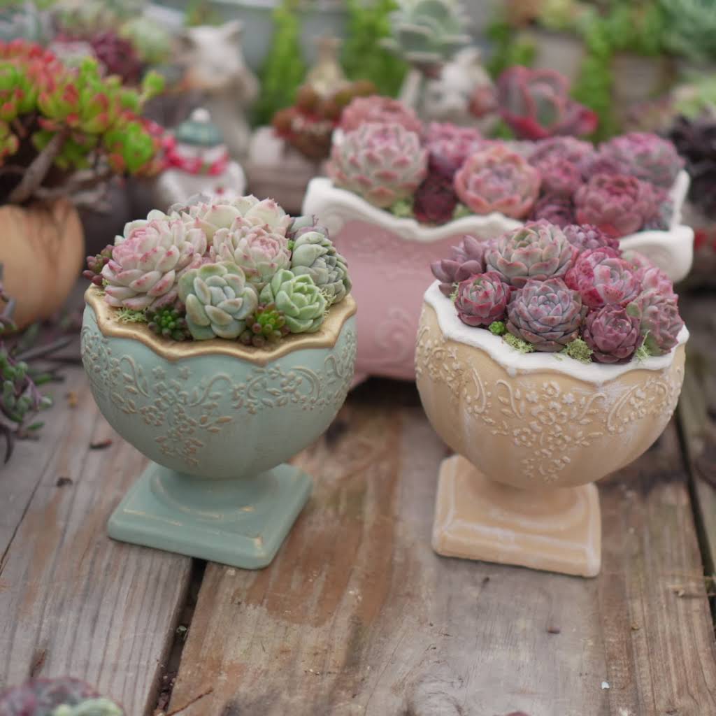 Tropical Garden succulent - YouTube