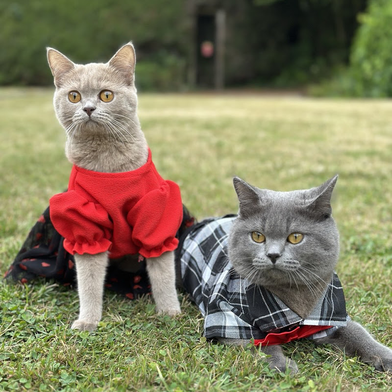 Hire Cats Candy & Nabat — Cat Care & Behaviour YouTube creator for sponsorships