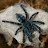 Attercop Tarantulas