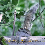 KingBirder Avatar