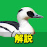 qepfk032s18-channel-avatar-野鳥解説のイーパさん