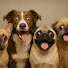 QN4zwhZ6qGA-channel-avatar-Memedogs Tv and GUARDIAN DOGS TV
