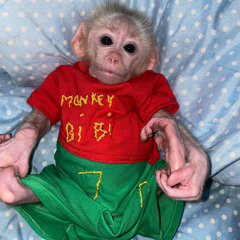 monkey bibi cute