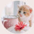 pcmYIAo5f0c-channel-avatar-Tasnim kitchen and vlogs