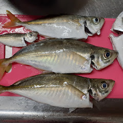 千葉県の釣り人アイコン画像