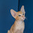 Velvet Apricot The Oriental Cat