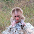 NpI_wVcKi04-channel-avatar-Lion monkey cutie 
