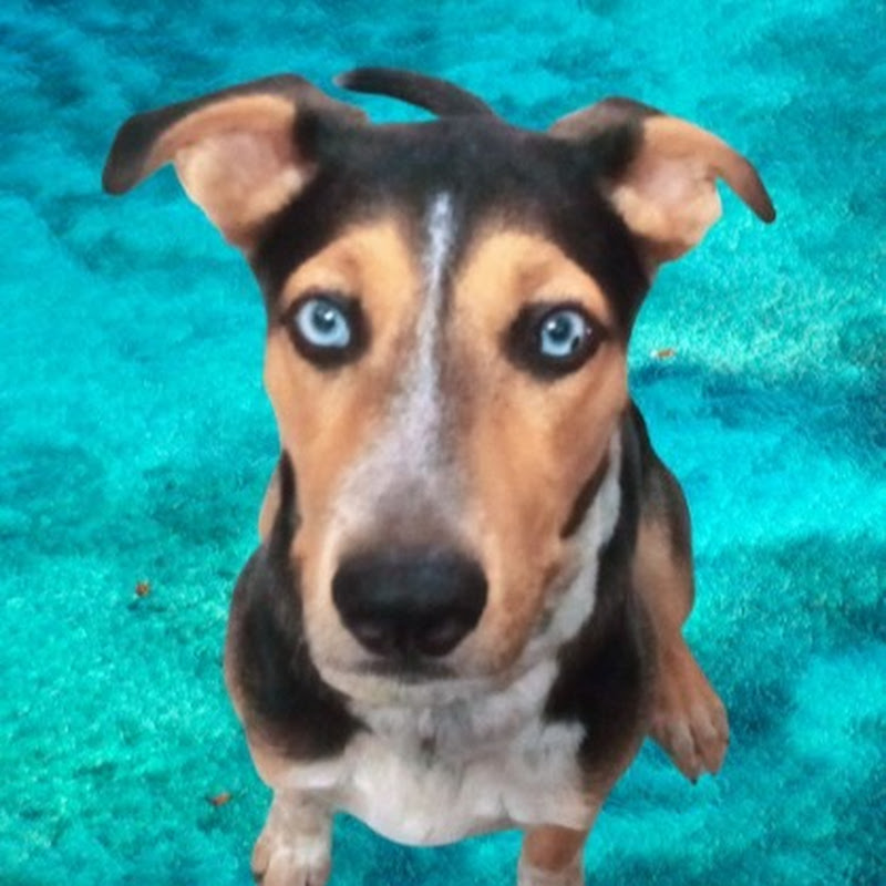 Pet Amigo 
