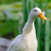DuckTravel 🇨🇳B站仅上传720P防止被搬运