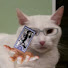 6TolxmDxmdk-channel-avatar-Acou Co.