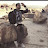 @احمدمجاهدميجو