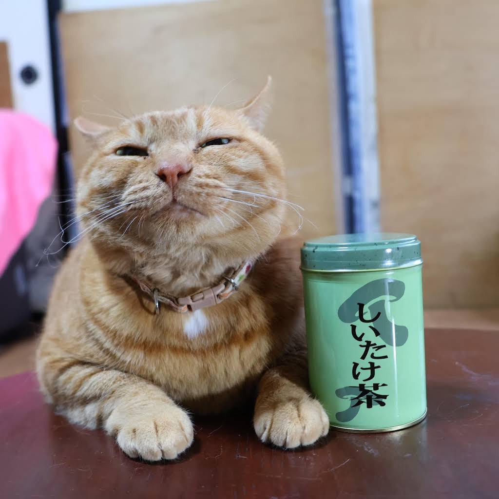 ちゃけねこ YouTube