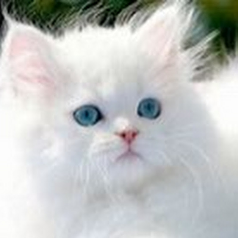 PETS LOVERS icon