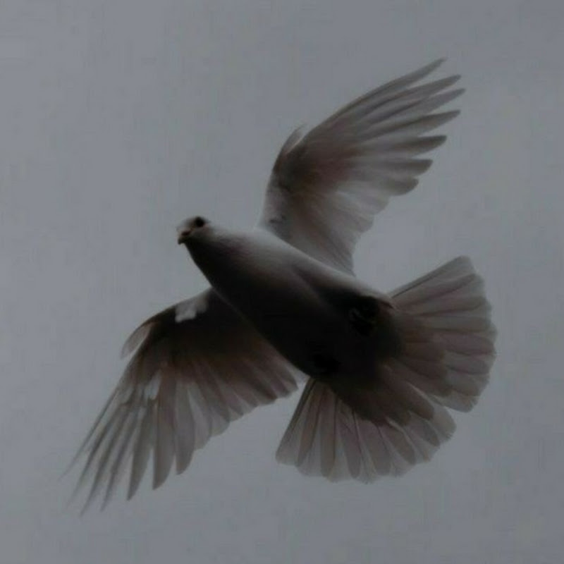 Студия Лети высоко протоиерея Сергия Баранова Logo