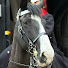 2w30XDV4GUo-channel-avatar-Digital Beasts and Kings Horse London