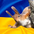 fOWZaGOkCXc-channel-avatar- ratat0sk_ua