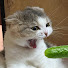 _W0auhgv8uA-channel-avatar-Laughing Pets