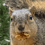 Squirrel Daily logo