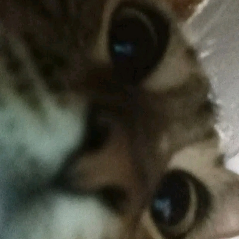Channel Avatar