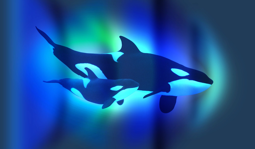 orca 他の方はご購入出来ません YouTube