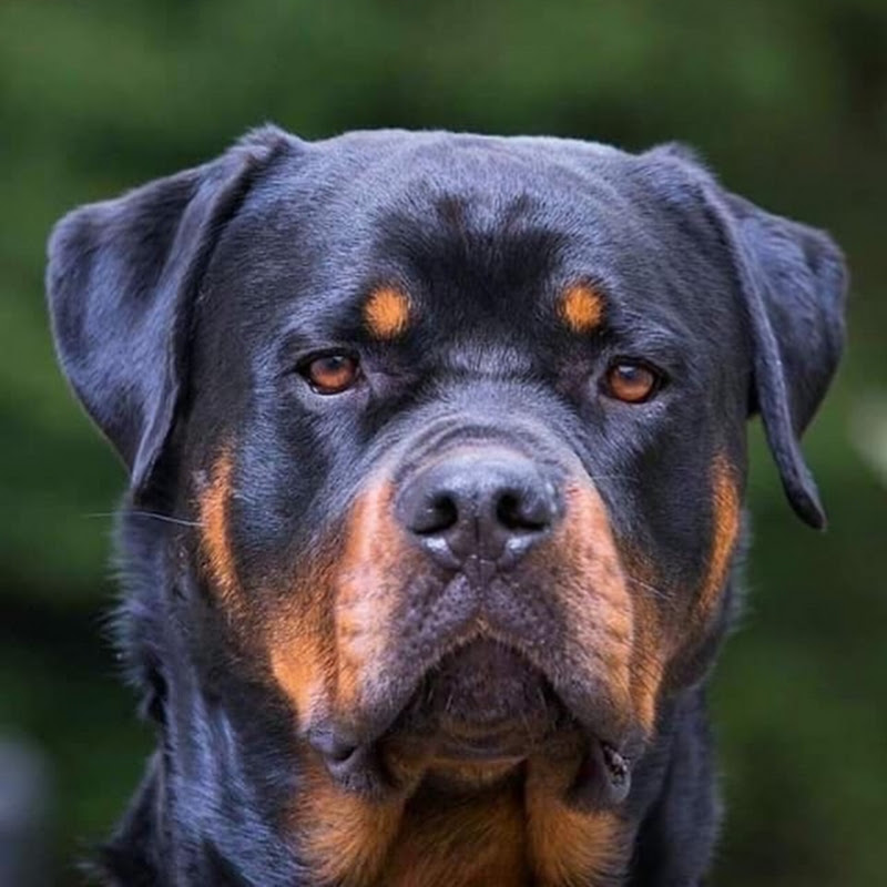 Best pets Animals  avatar