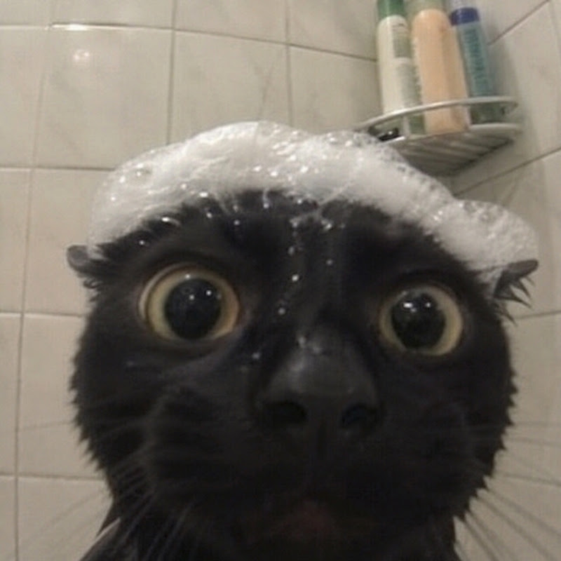 AVidaDeUmGatito