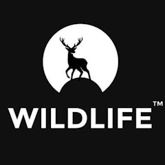 Indian Wildlife Tv channel logo