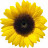 Sunflowerss Channel