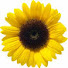 lYJmnRhQZ9c-channel-avatar-Sunflowerss Channel
