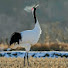 u1Dgx-nndHg-channel-avatar-철쭉쟁이 / 오태근